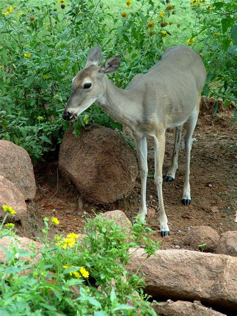 Deer Eating Plants