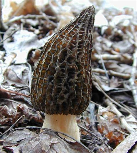 Photos Of Morels From Around The World