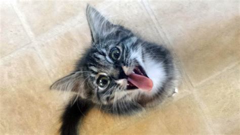 Can A Cat Kill A Small Dog