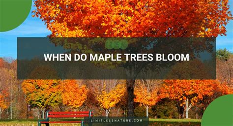 When Do Maple Trees Bloom Limitless Nature