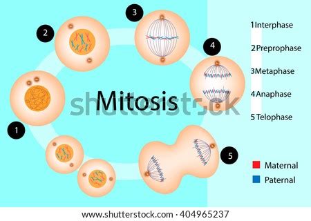 explore  stages   types  cell division mitosis