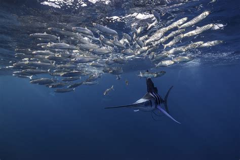 New Science On Same Sex Behavior In Wildlife The National Wildlife Federation Blog