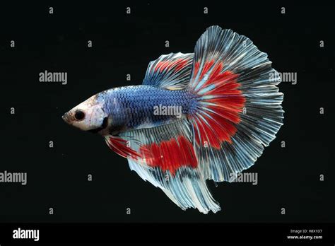 Betta Splendens Male On Black Background Half Moon Butterfly