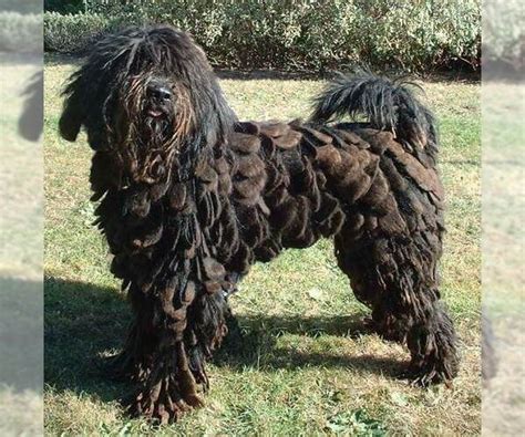 Bergamasco Sheepdog Breed Information And Pictures On
