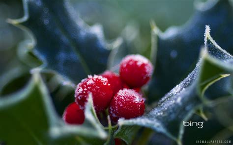 Frosted Holly Berries wallpaper | other | Wallpaper Better