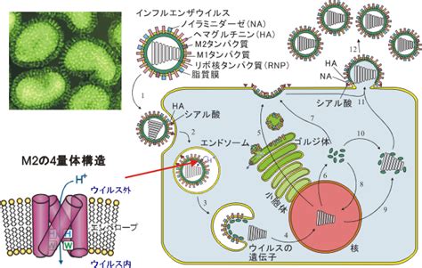 ウイルスタンパク質の構造と機能発現機構