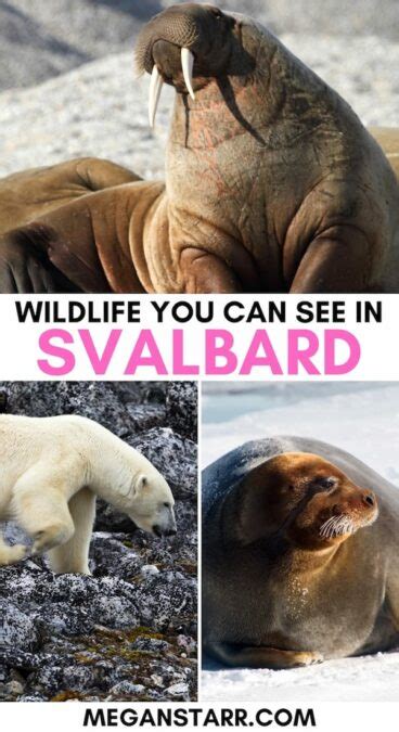 Wildlife in Svalbard: 10 Animals You Could See on Your Trip