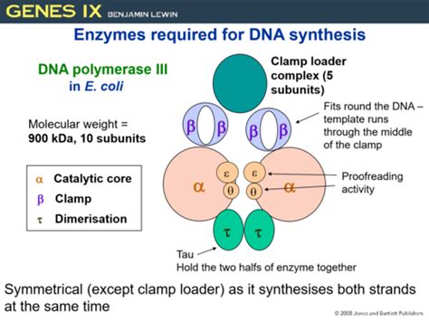 Dna Replication Ii Enzymes And Mechanisms Flashcards Quizlet