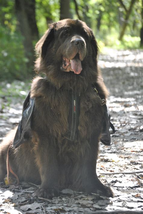 4 Reasons To Consider A Backpack For Your Big Dog - mybrownnewfies.com