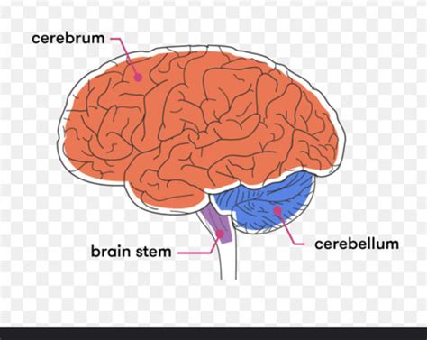 Ch Nervous System Division Of Nervous System Flashcards Quizlet