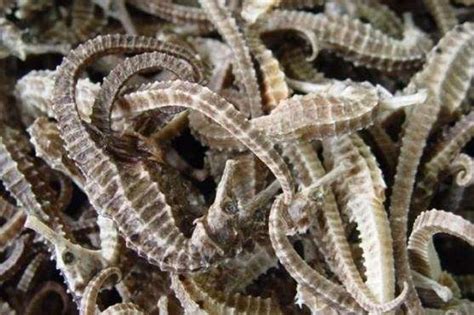 Dried Sea Horses