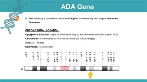 Adenosine Deaminase Deficiency Ppt