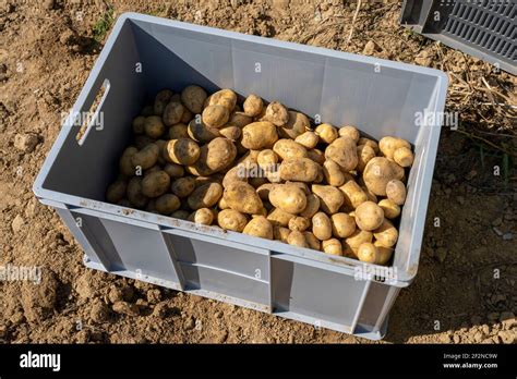 Germany Potato Harvest Stock Photo Alamy