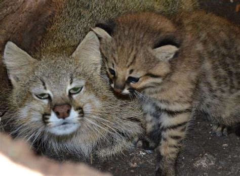 1000 Images About Pampas Cat On Pinterest