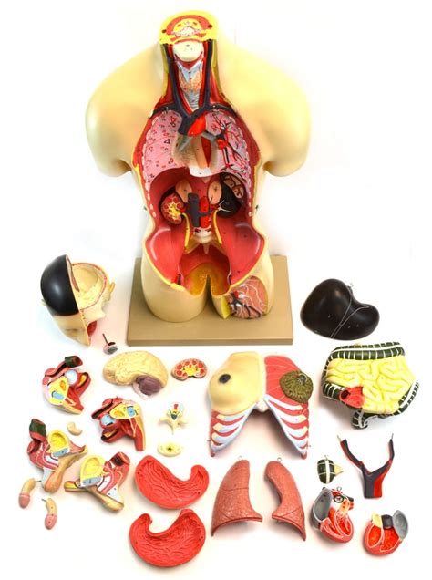 Eisco Torso With Interchangeable Sex Organs Model 24 Parts Fisher