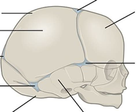 fetal skull components diagram quizlet