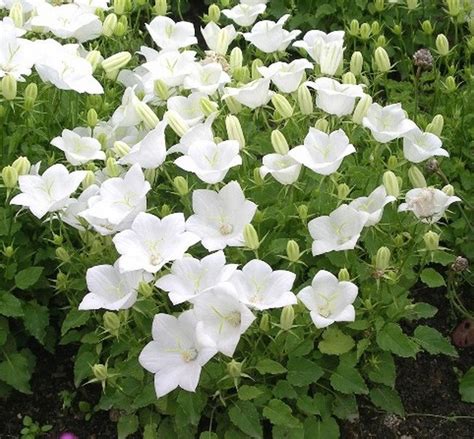 Колокольчик | Травы многолетние | Каталог растений | CАДиК