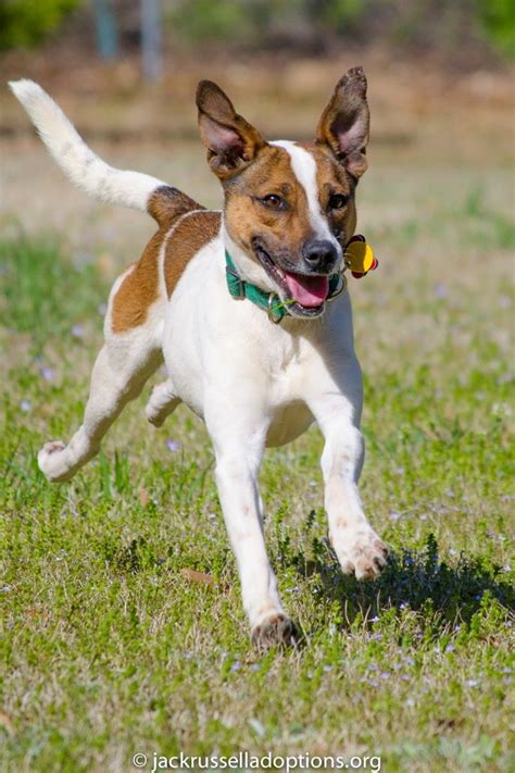 Jack Russell Pitbull Rat Terrier Mix Img Public