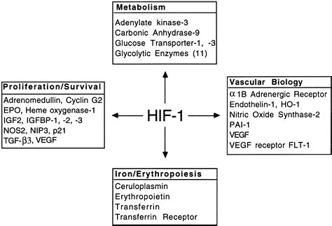 HIF 1 O2 And The 3 PHDs Cell