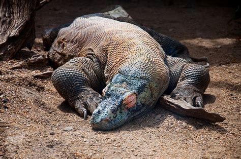 Interesting Facts about the Komodo Dragon | Animals Zone