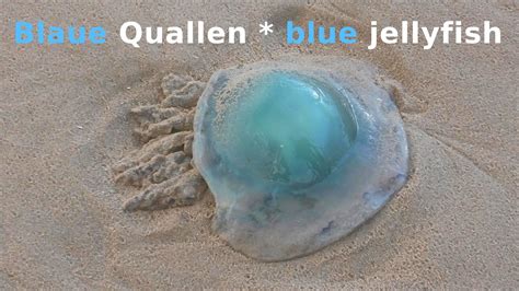 Blaue Nesselquallen am Strand Nordsee * Blue jellyfish North Sea beach ...