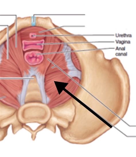 Muscles Of The Pelvis Legs And Feet Flashcards Memorang