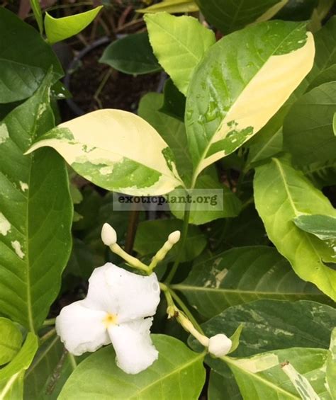 Купить табернемонтану, тифонодорум, тунбергию и др | EXOTIC PLANT ...