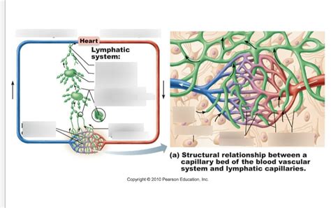 diagram 2 - chapter 7 Diagram | Quizlet 