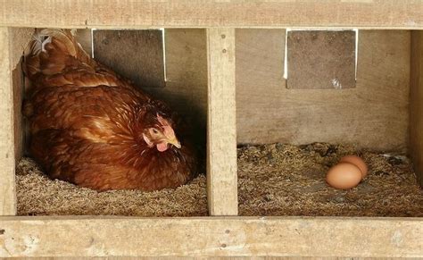 How To Start Hatching Chicken Eggs The Complete Guide Eco Peanut