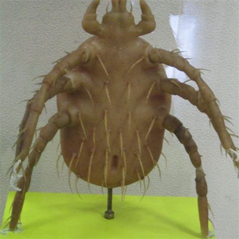 Worlds Longest Tapeworm Meguro Parasitological Museum Tokyo Japan