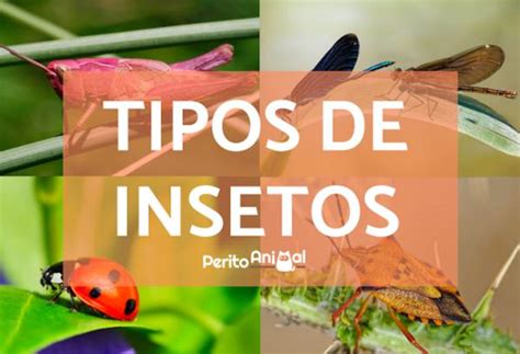10 Insetos Da Região Nordeste - Tipos de INSETOS: classificação, nomes e características!