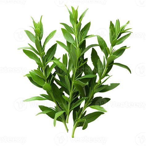 Tarragon . Estragon herb top view . aromatic herb of tarragon used for