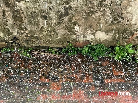 Neve E Grandine Su Livorno Le Foto Della Citt Imbiancata