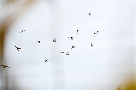 Why British Labs Might Take Over American Bird Hunting Outdoor Life