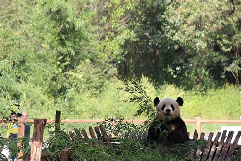 云南野生动物园熊猫图片云南野生动物园熊猫设计素材红动中国