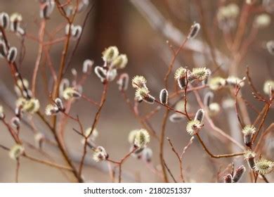 Pussy Willow Landscape Images Stock Photos Vectors Shutterstock