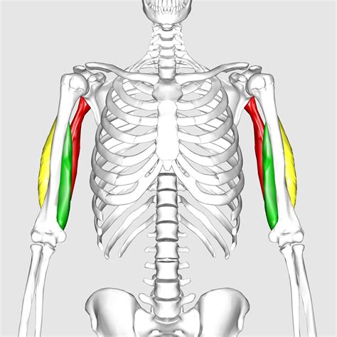 Triceps brachii muscle | Golf Loopy - Play Your Golf Like a Champion