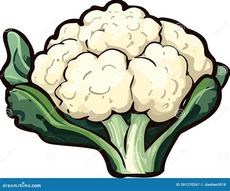 Wholesome Cauliflower Hand Drawn Cartoon Illustration Stock