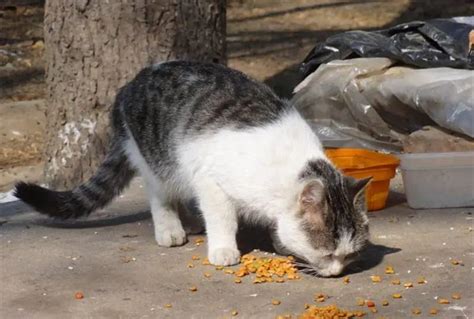 对那些投喂流浪猫的行为我为何坚决反对