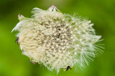 Premium Photo | Dandelion seeds