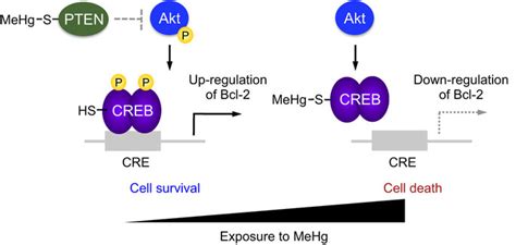 Biphasic Regulation Of Aktcrebbcl 2 Signaling Mediated By Mehg Download Scientific Diagram