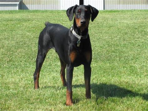 Doberman Ear Cropping - Benefits, Types & more!