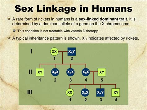 PPT Linked Genes Sex Linkage And Pedigrees PowerPoint Presentation