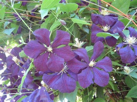 Summer Daze Plants Flowers Garden