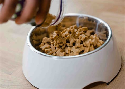 Why and How to Assess Your Dog Food | Poodles and Parrots