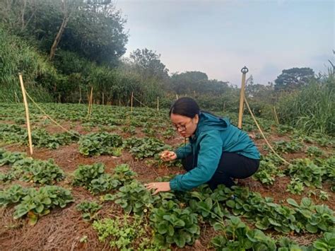 Cung Cấp Sỉ Lẻ Dâu Tây Đà Lạt Nhà Trồng Dâu Tây Đà Lạt Linh Việt