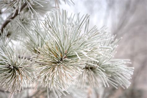 Frosted Pine Needles Photograph By James O Thompson Fine Art America