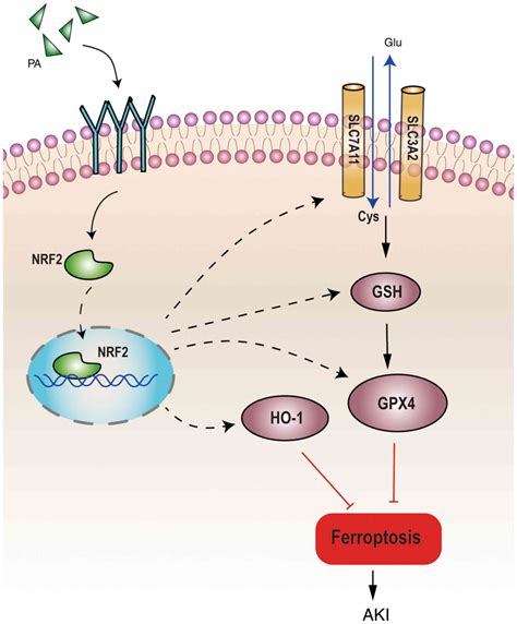 Effects And Molecular Mechanism Of Pachymic Acid On Ferroptosis In