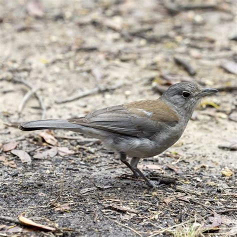 Bird Grey Shrikethrush Barwon Bluff