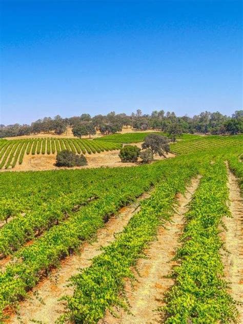 Beautiful California Vineyard For Sale! | California vineyards ...